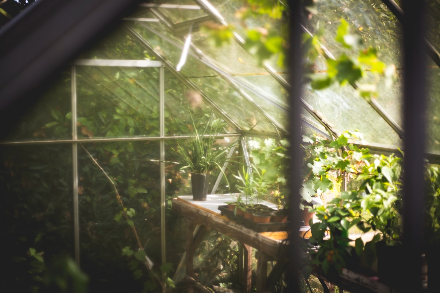 Creating a Sustainable Garden: Tips and Tricks