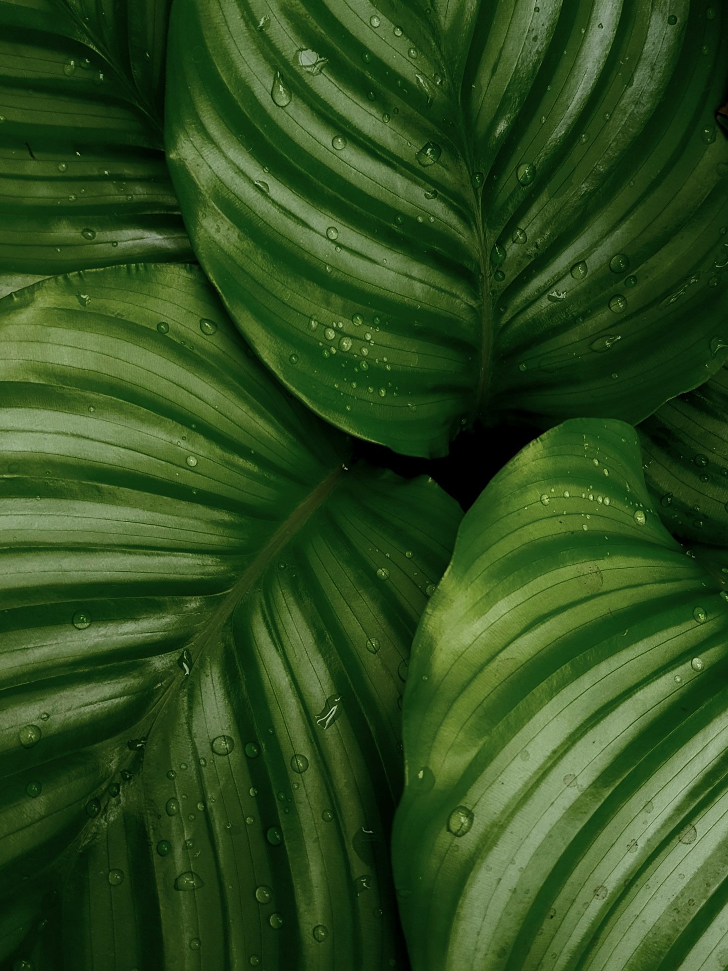 The Art of Habitat Gardening: A Guide